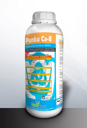 Punku Ca - B